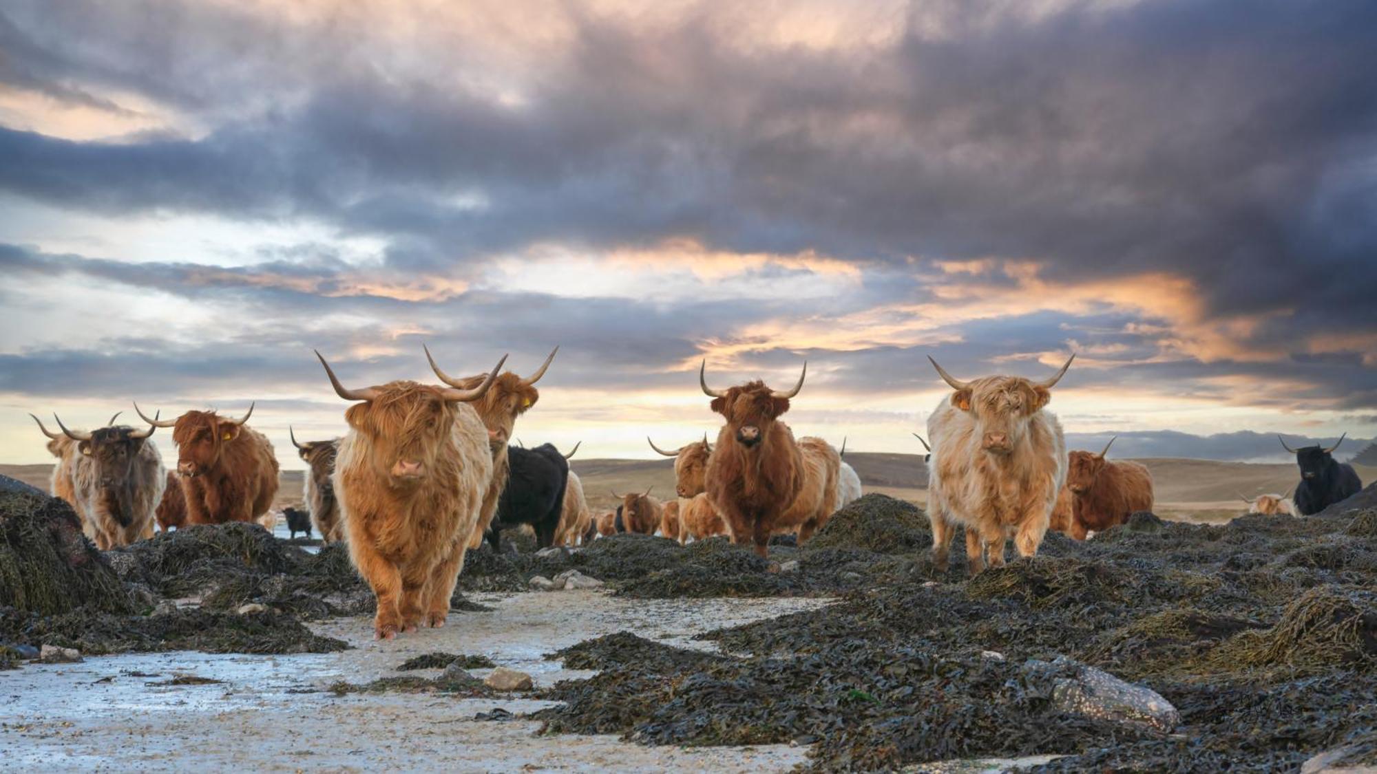 North Uist Lodges Tigharry Exteriör bild