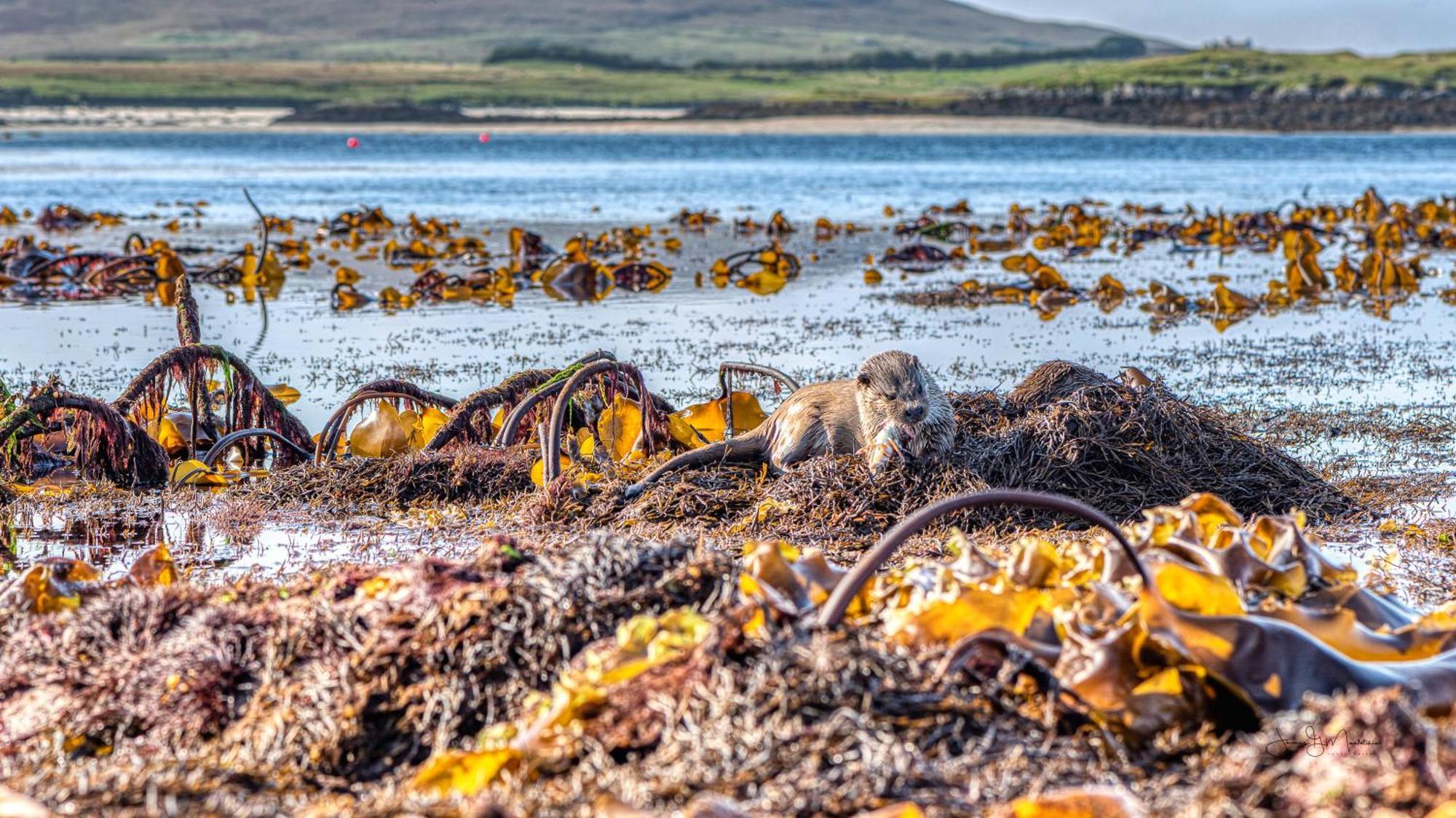 North Uist Lodges Tigharry Exteriör bild